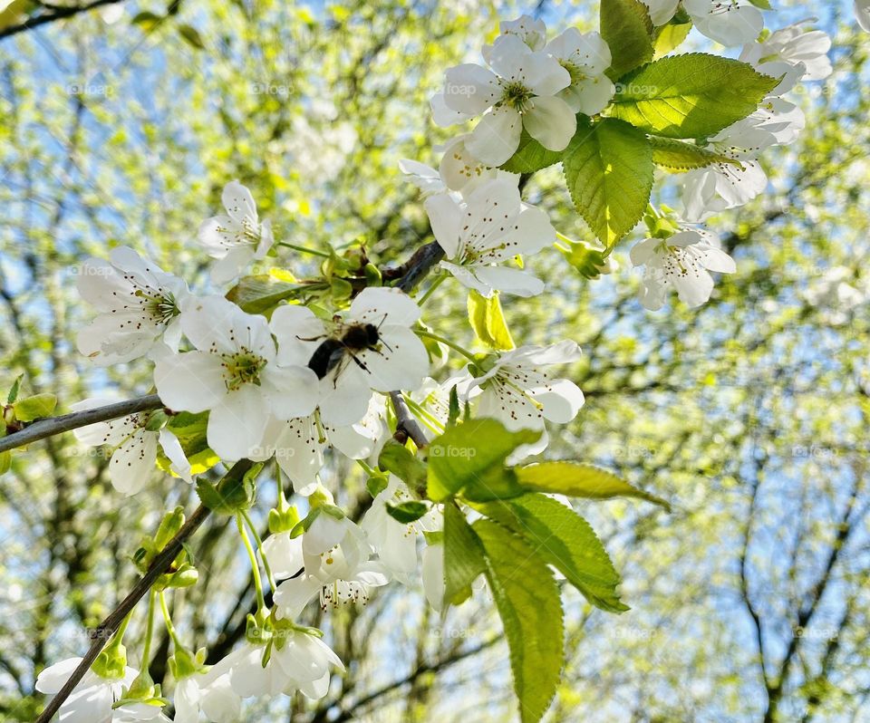 Bee on a cherry blossom