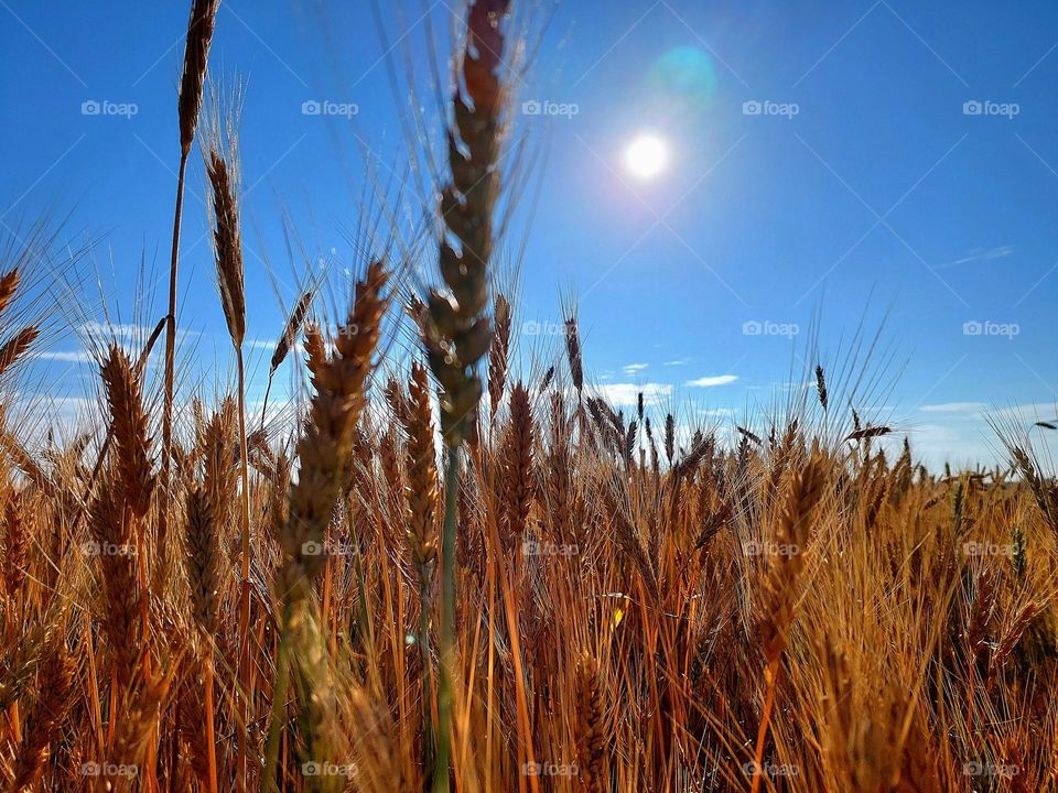 Ukrainian gold🇺🇦🌾