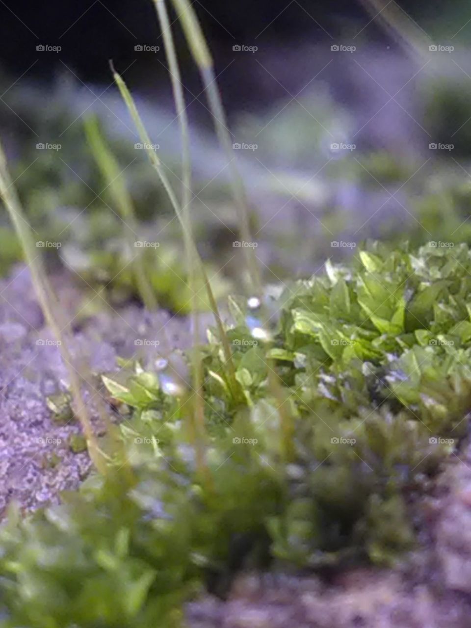 Rain drop of rain after the rain, the rain drop on it.