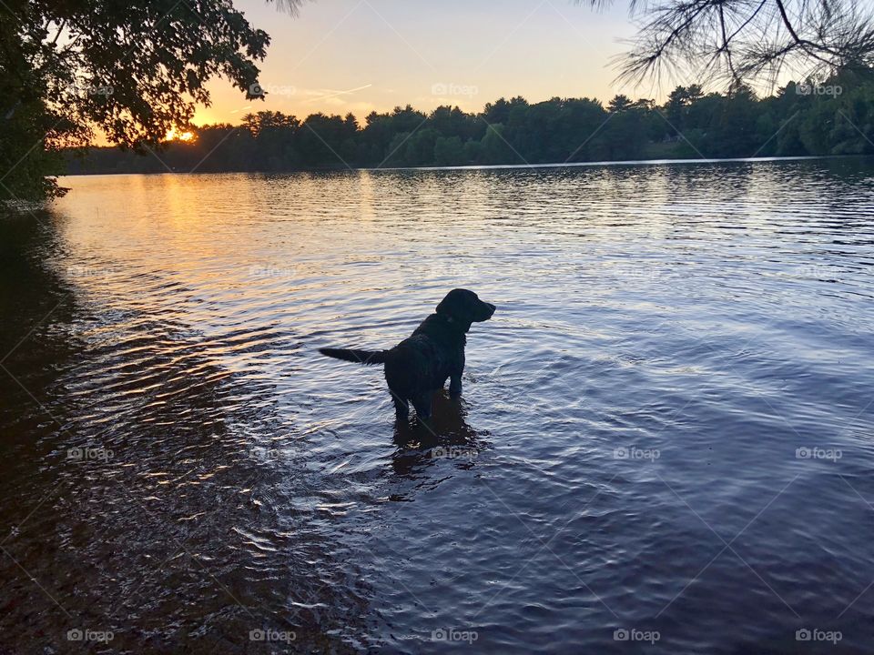 Black lab playing in river. 