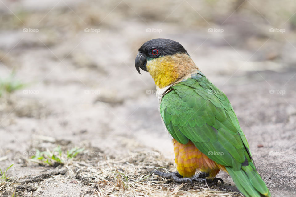 A colorful parrot.