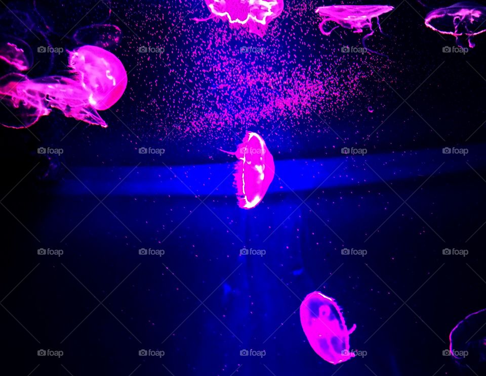 Jellyfishes 