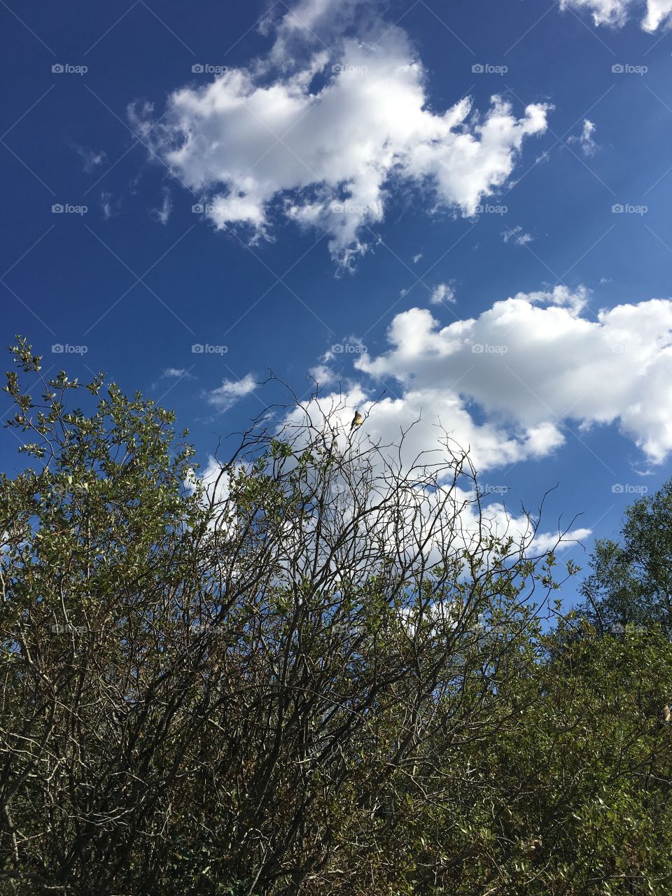 Tree, Landscape, Sky, No Person, Nature