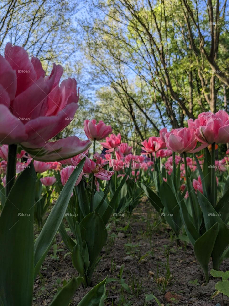 Blooming tulips