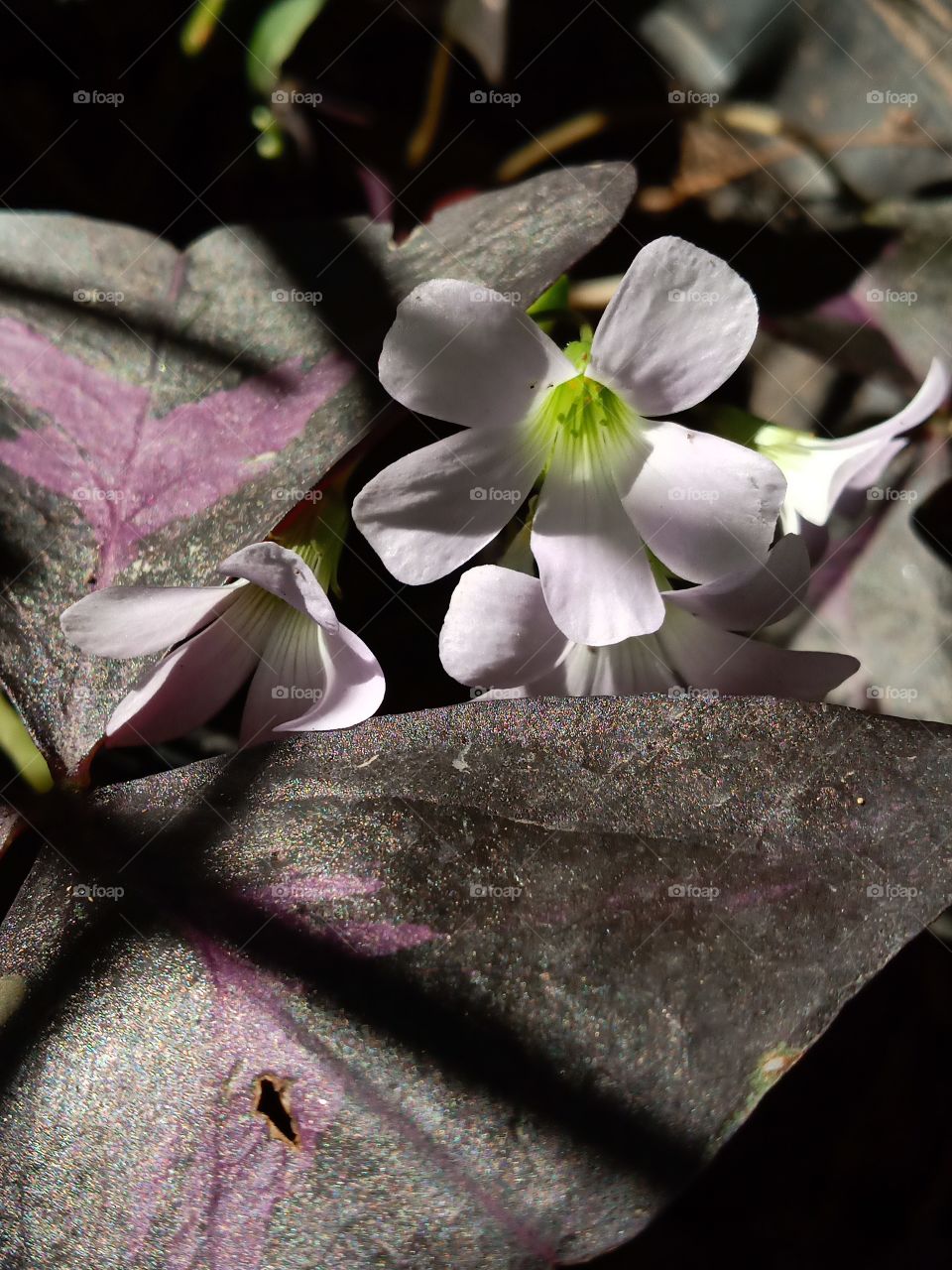 Flower, Leaf, Nature, Flora, Color