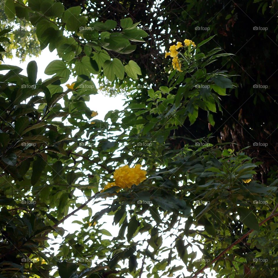 yellow flowers tree