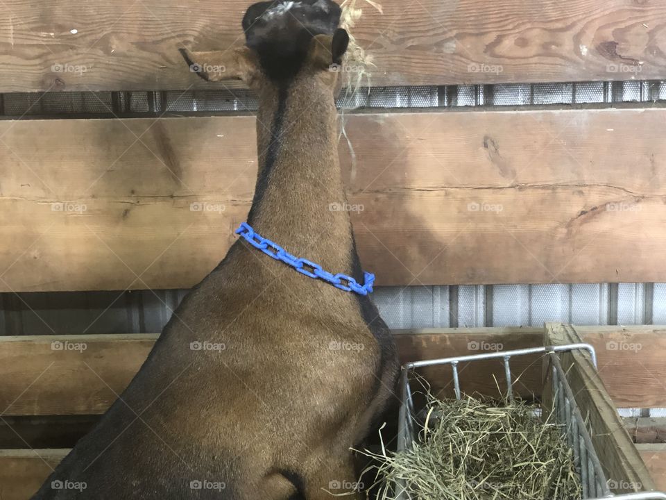 A brown goat eating a hay