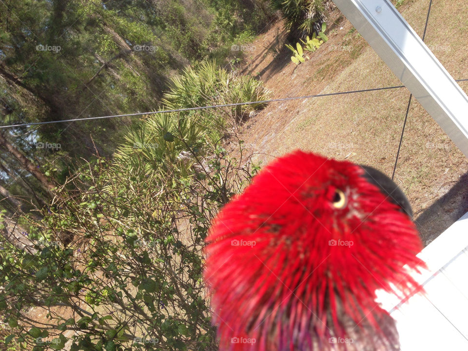 Parrot