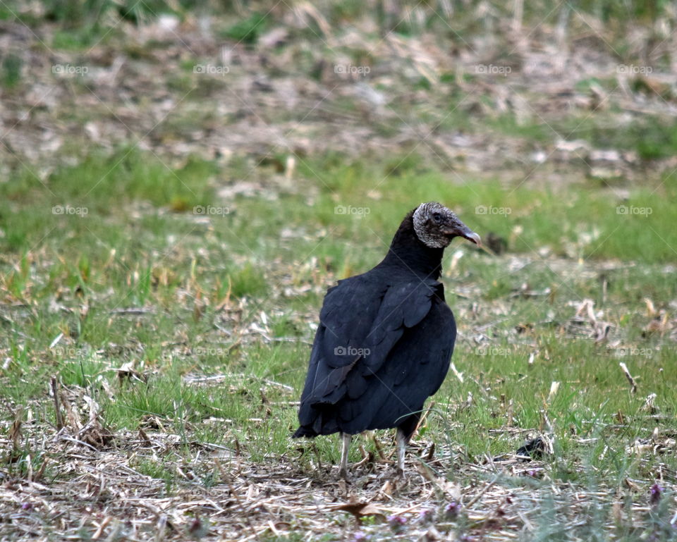 American Black Vulture