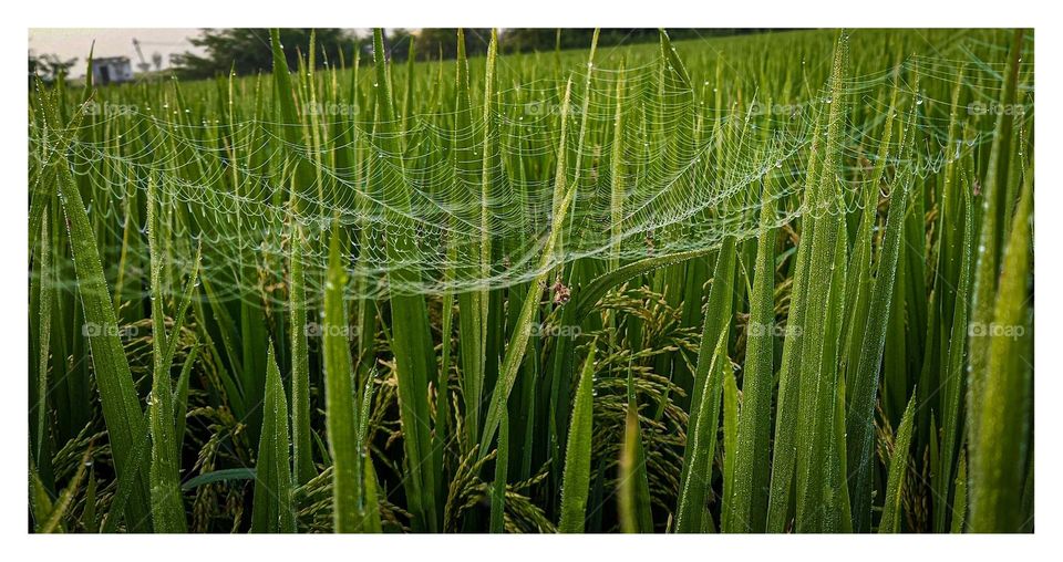 spider home and rice