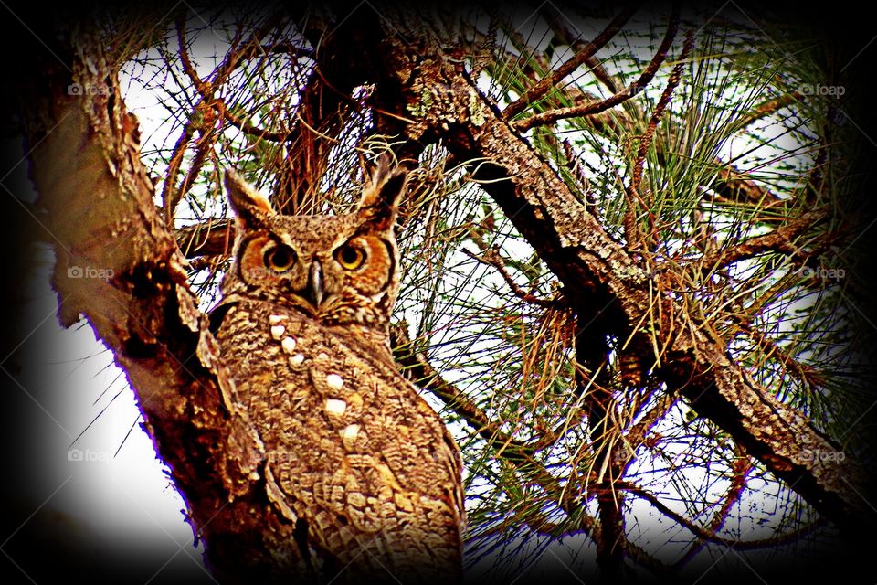 Great Horned Owl . A regal and well camouflaged Great Horned Owl.