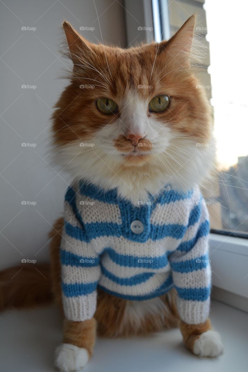 cat in blue 💙 sweater