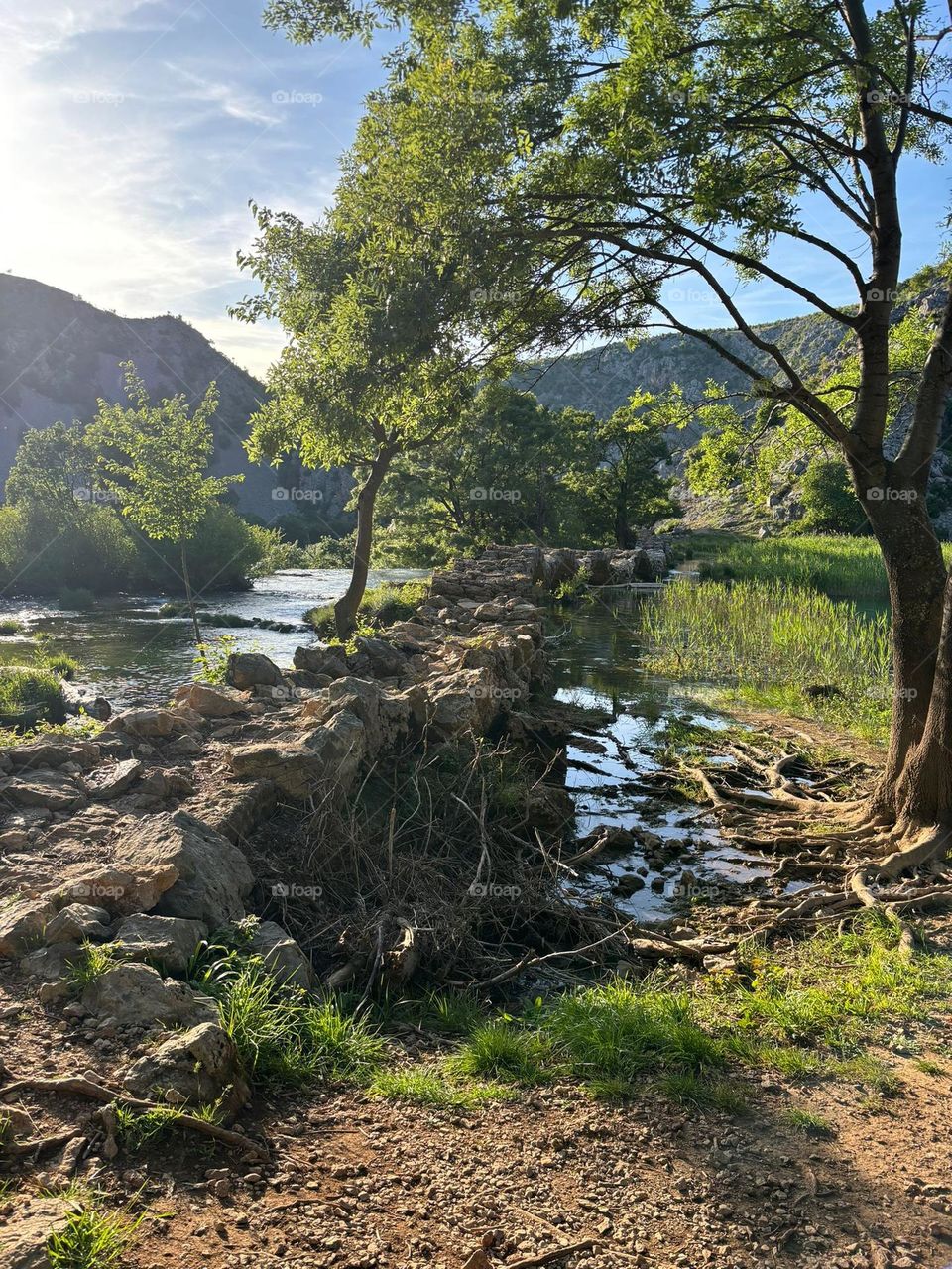 A tree stands by a flowing river.