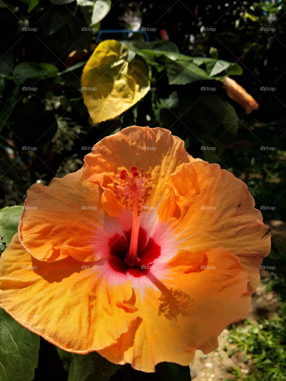 Orange Hibiscus in the garden.