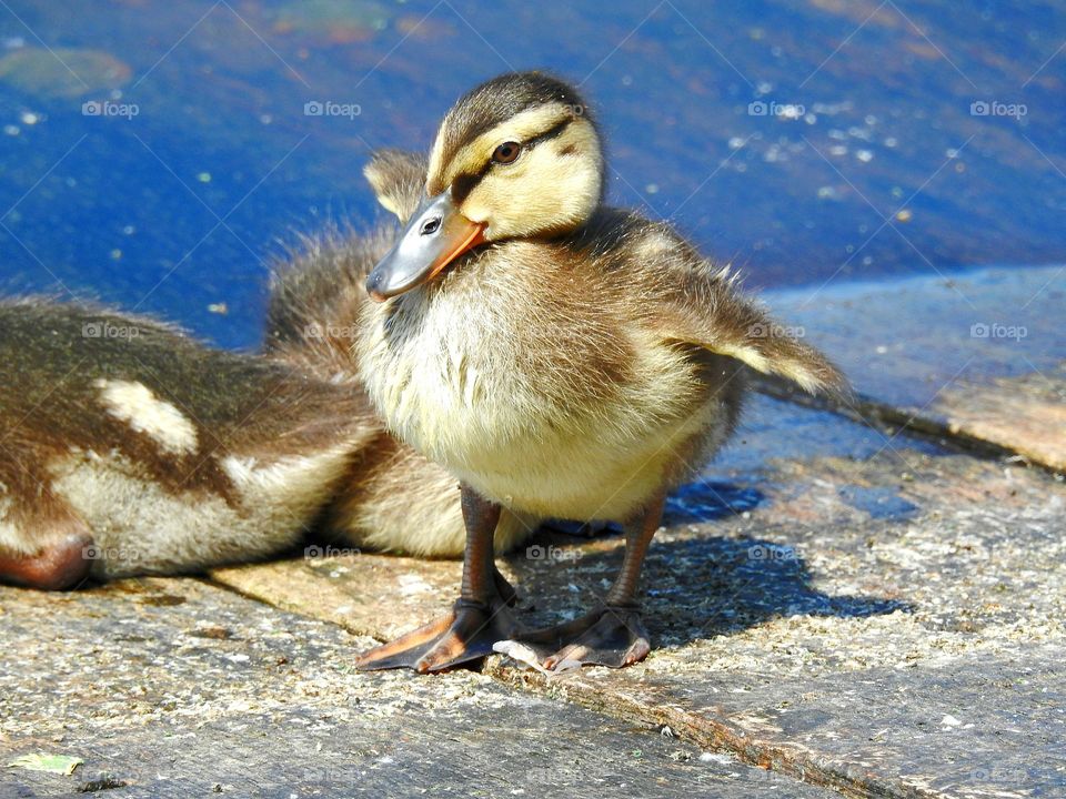 happy duckling