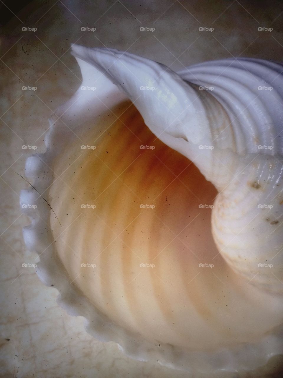Seashell