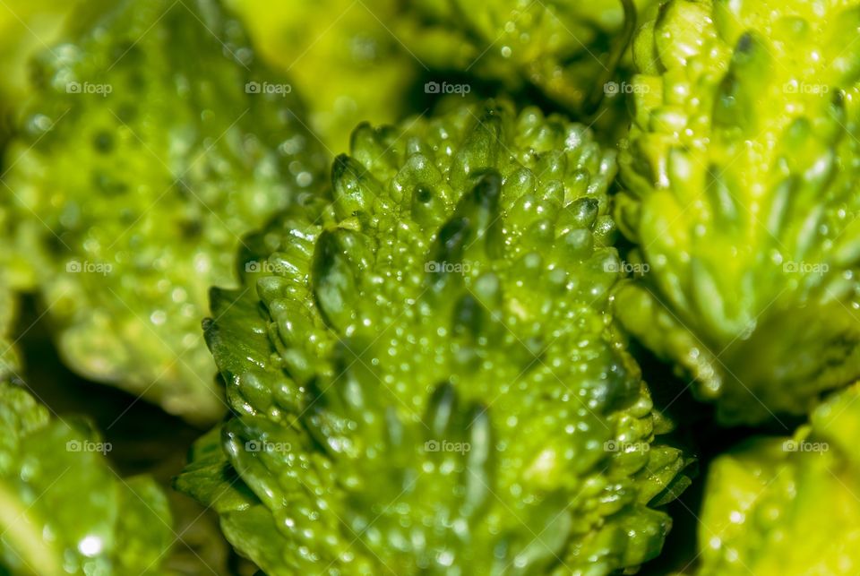 Close-up of bitter gourd