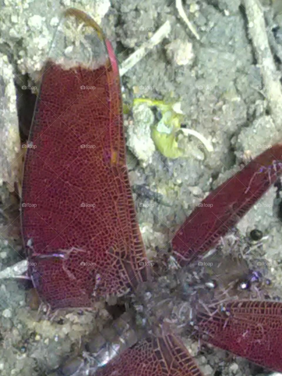 After the life was over, make a soul that you feel sorry for thinking about the share of the ants in one part of the body.