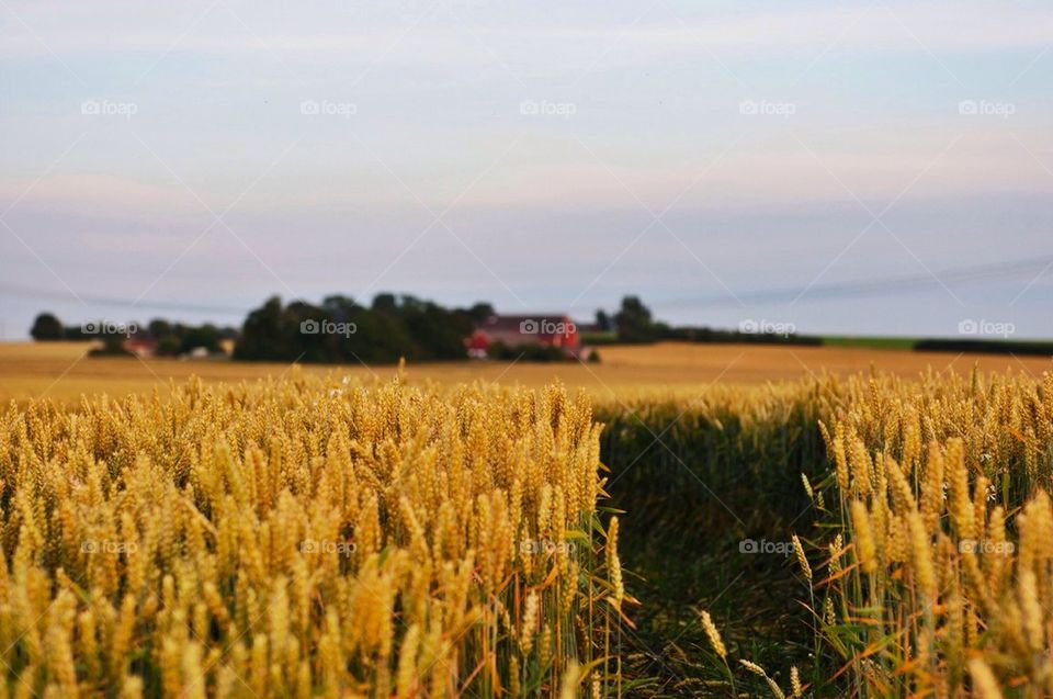 View of field