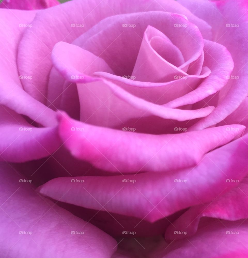 The pink rose 