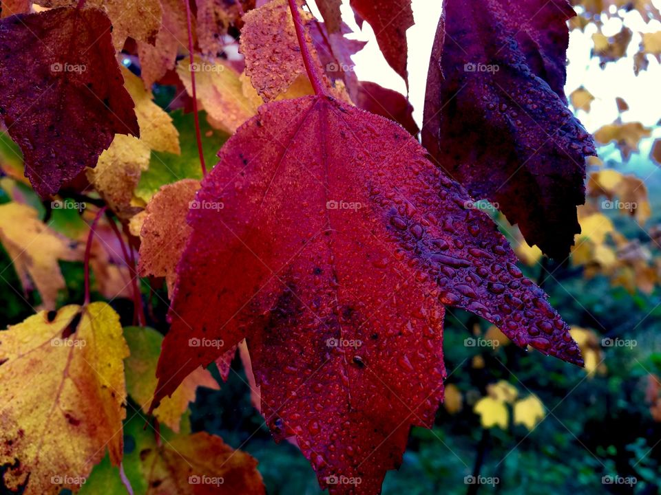 New England fall
