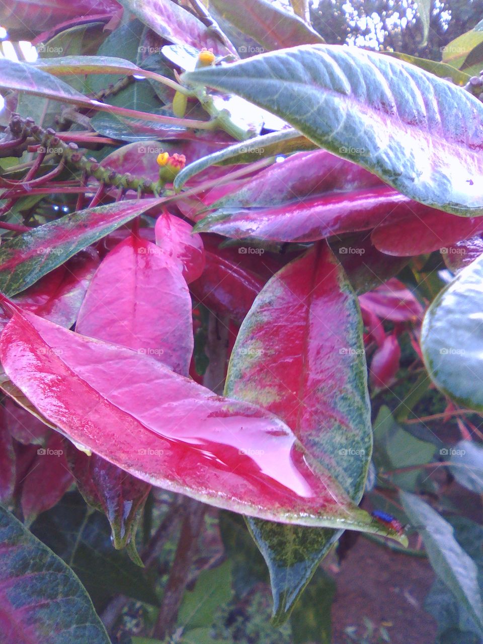 red leaf