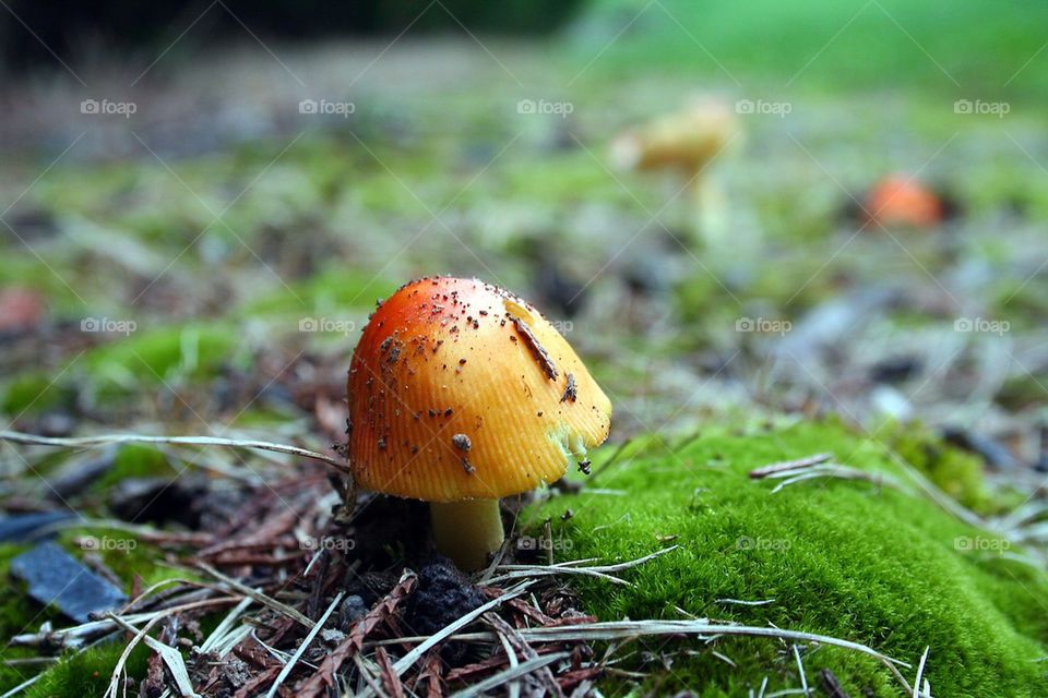 Mushroom