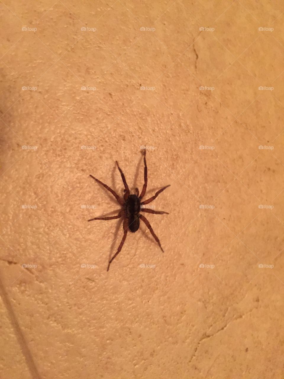 Spider on vinyl floor