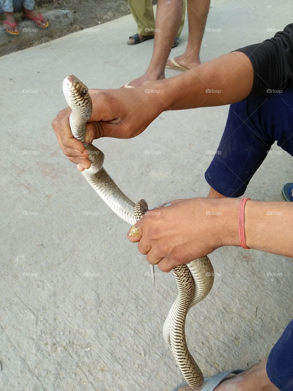 snake with hand