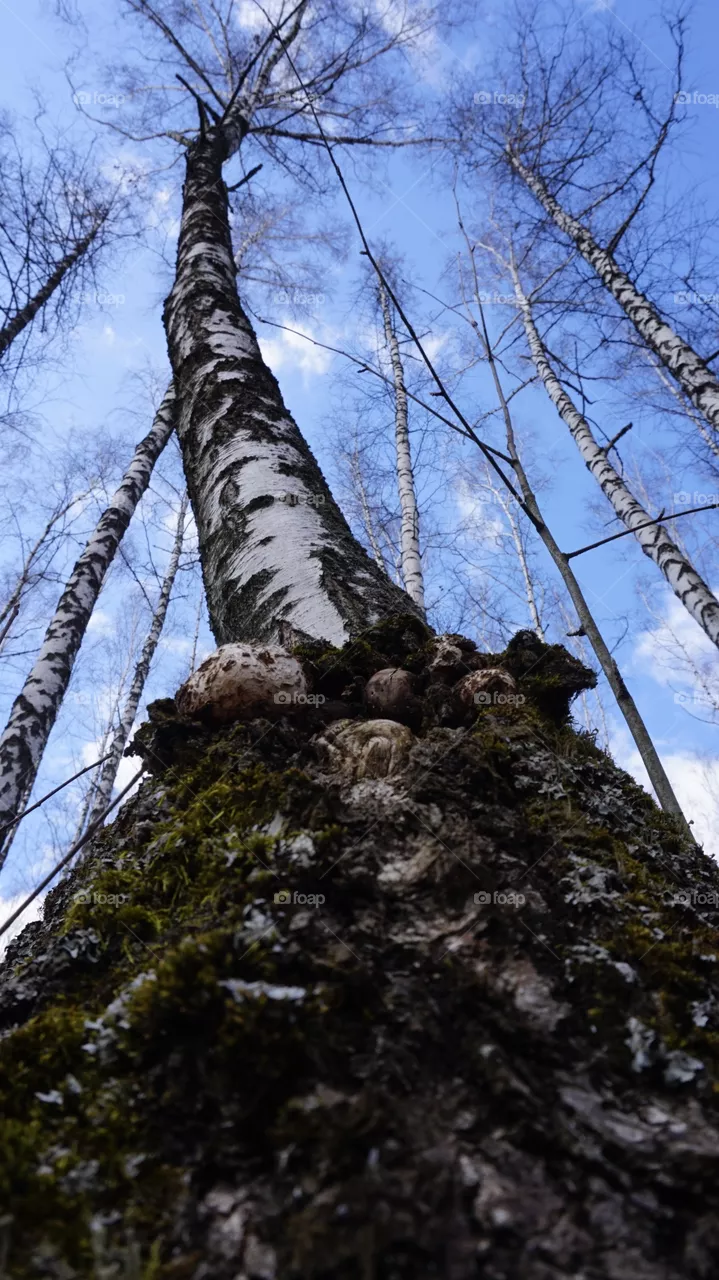 birch