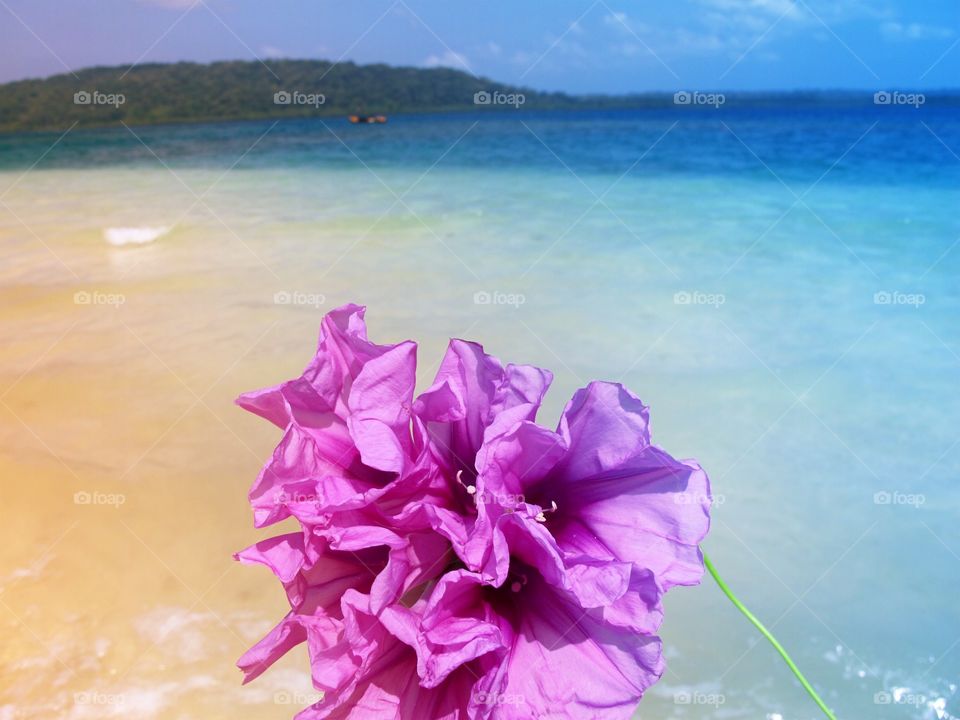 Pink flower at beach