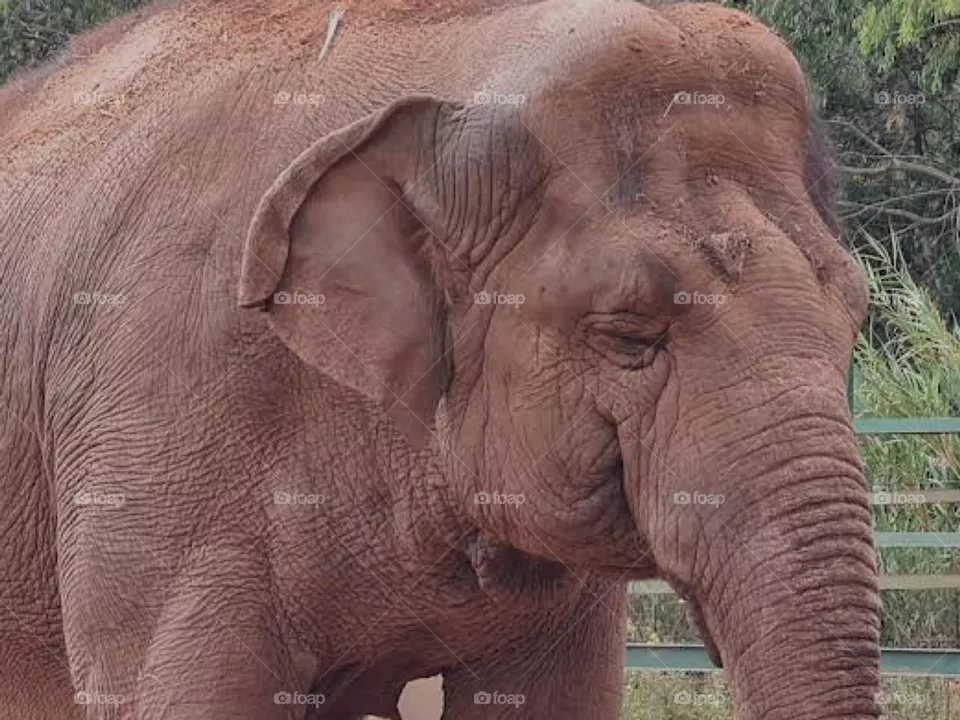 The African Elephant