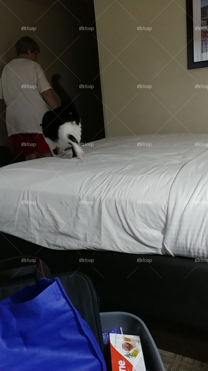 bed,cat,black,white,