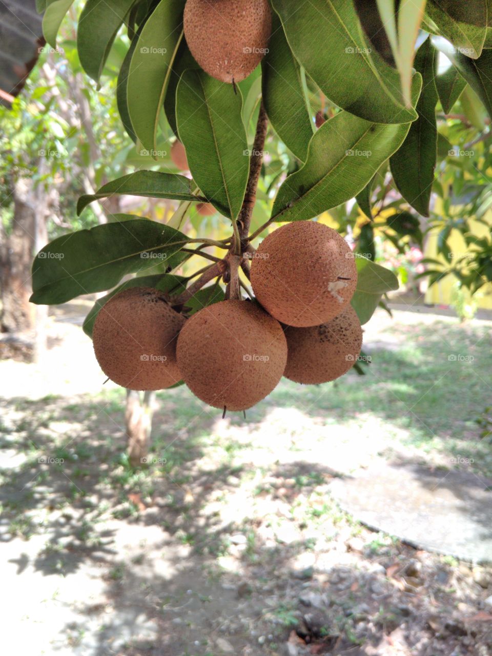 Fruit