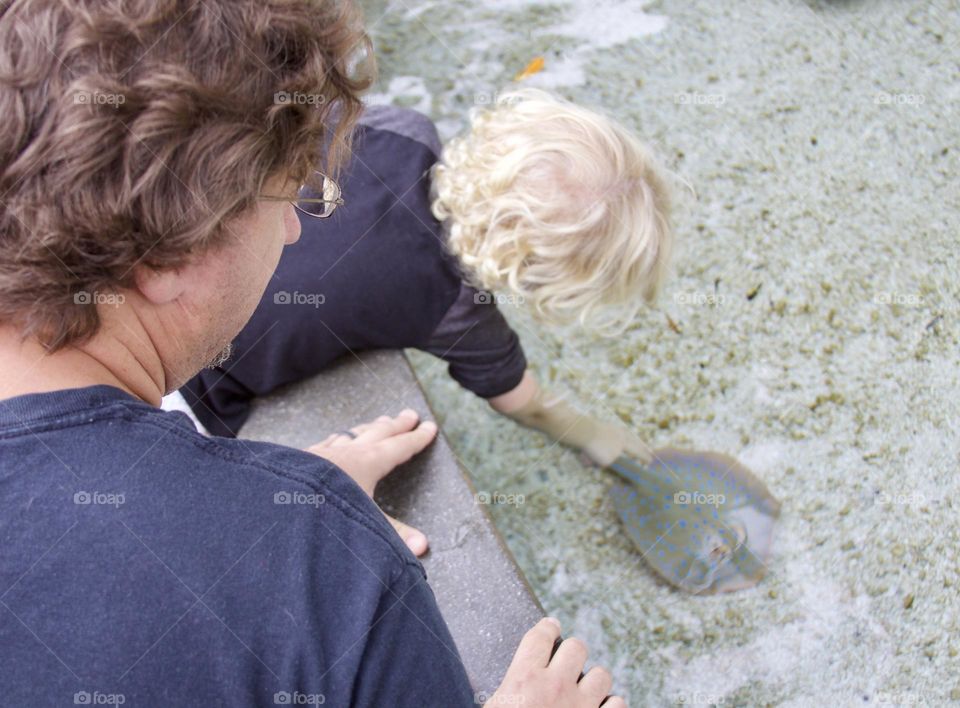 Stingray Touch Tank