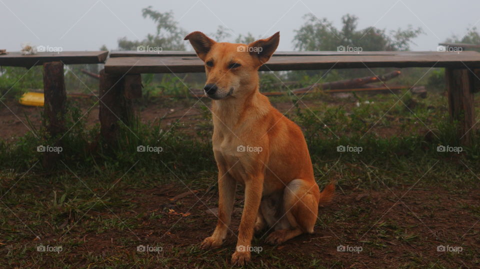 dog living in a mountain top with her master