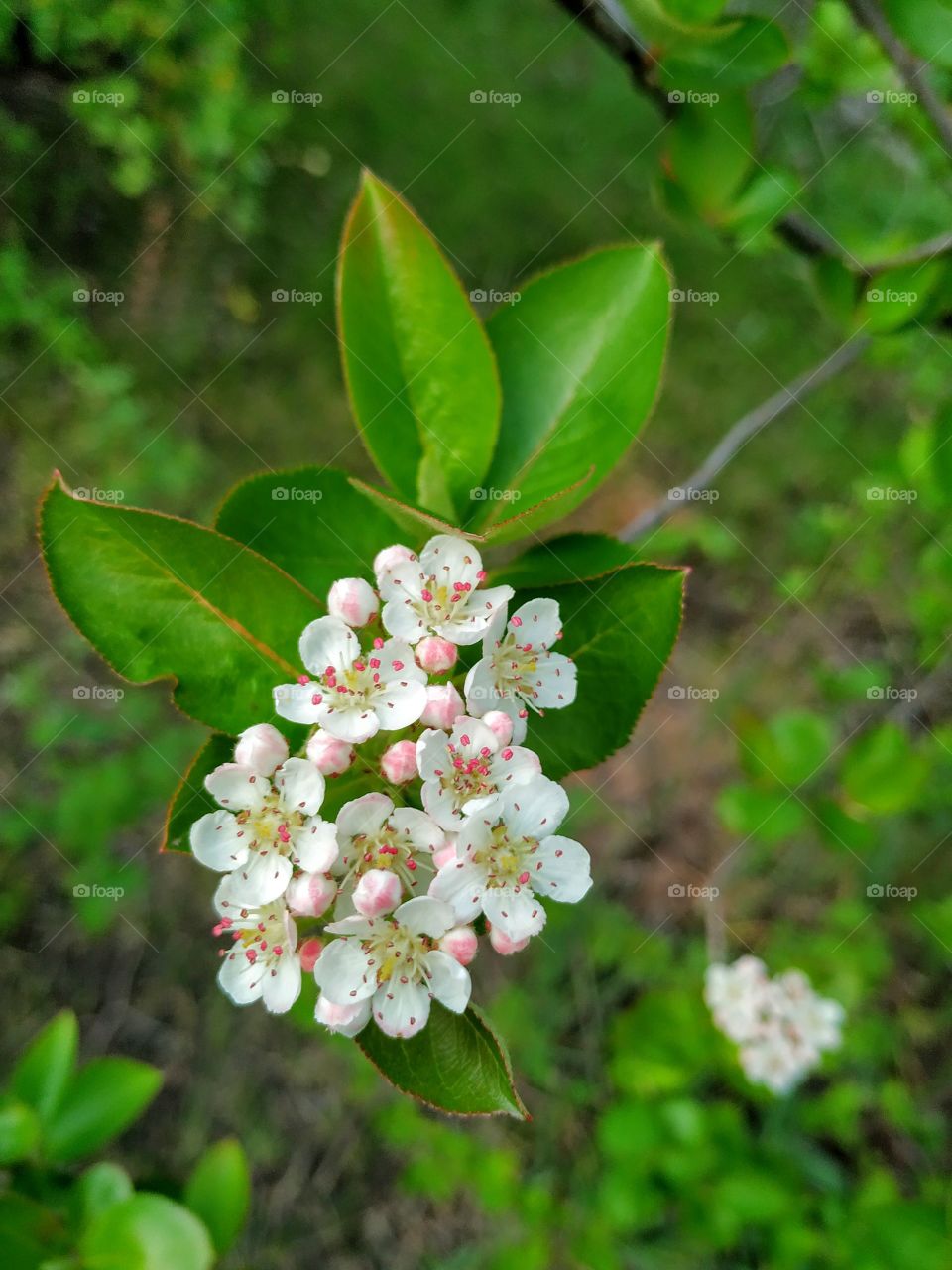 Flowering tree