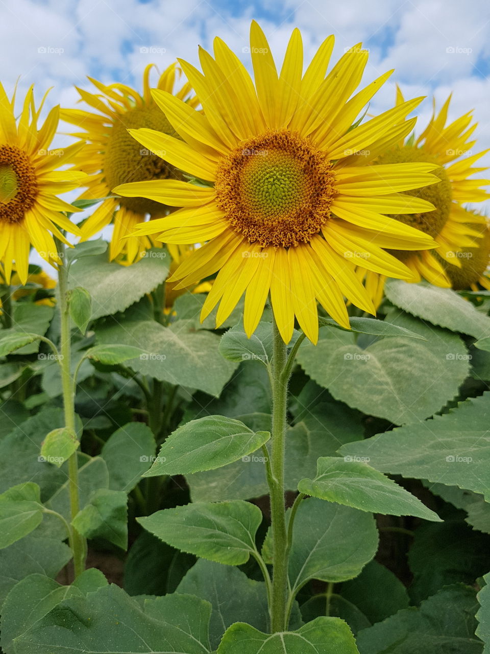 happy sunflower in bloom  - helianthus
