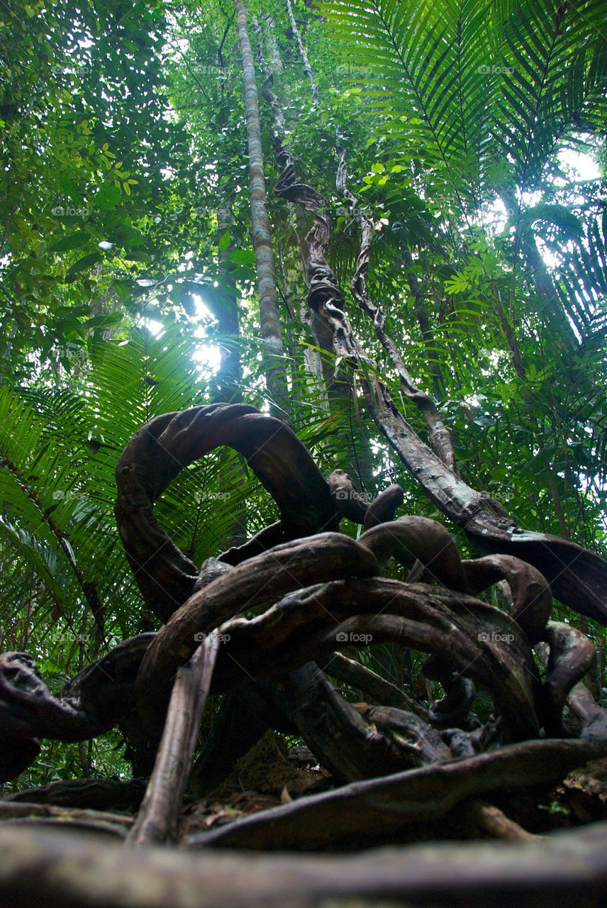 forest malaysia taman negara by meslava