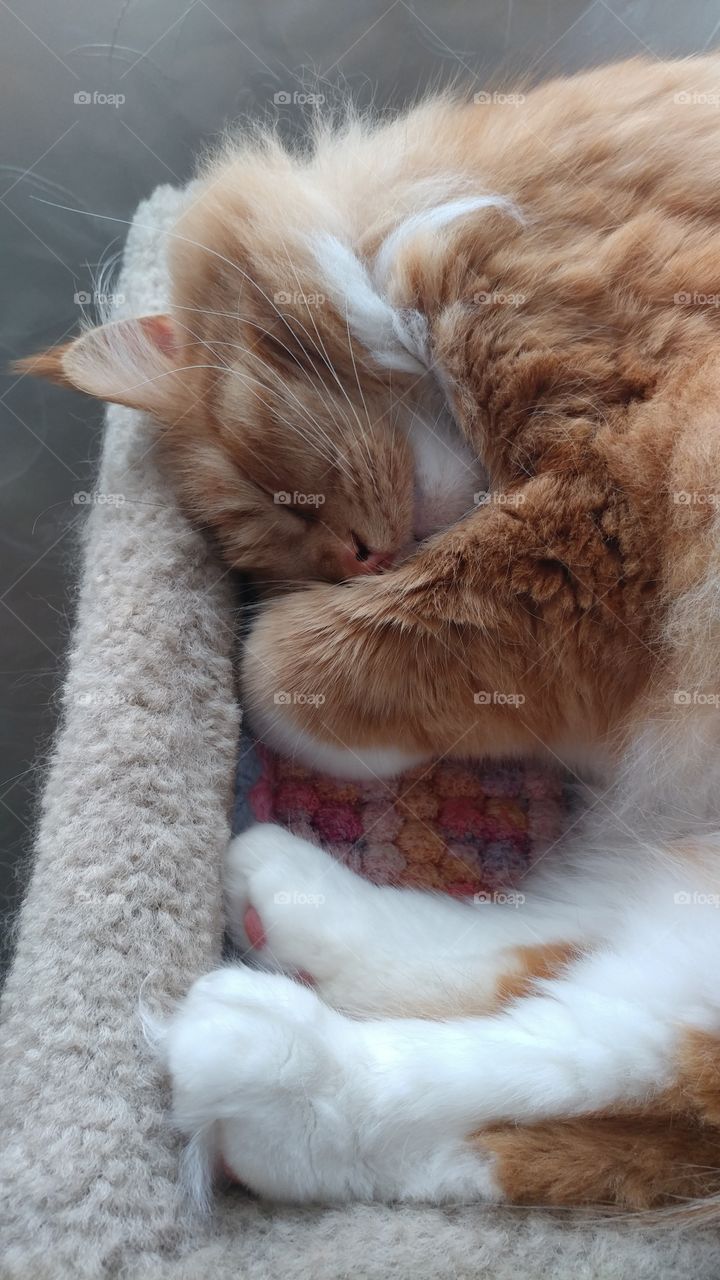 sleeping kitty