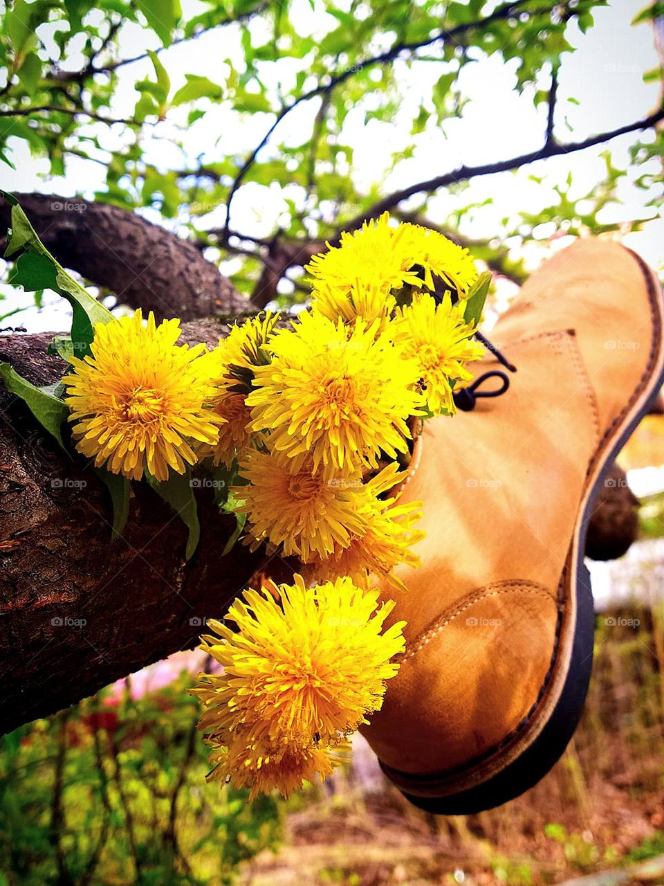 Spring has sprung. A beige moccasin with yellow dandelions hangs on a thick branch of a tree. In the background, a contrast of green young leaves of a tree