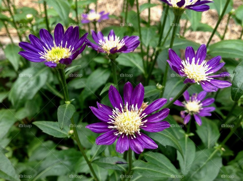 ミヤコワスレ Miyakowasure