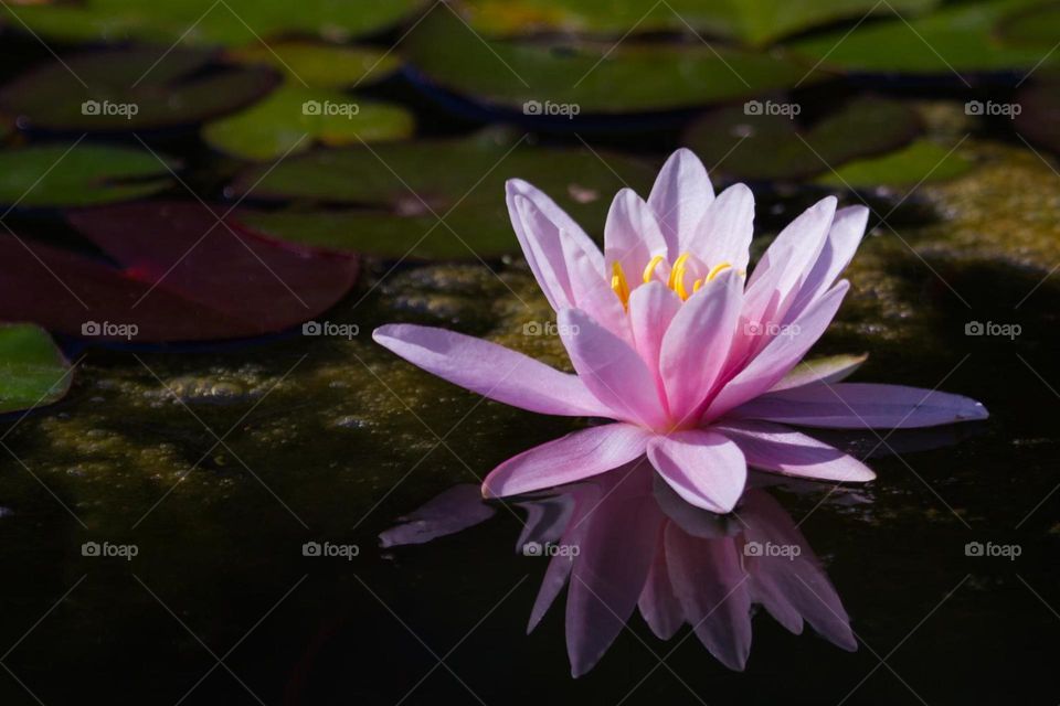 Pink colour beautiful lotus flower sailing in the water