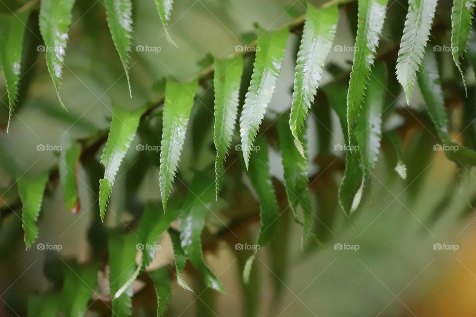 Green leaves closeup