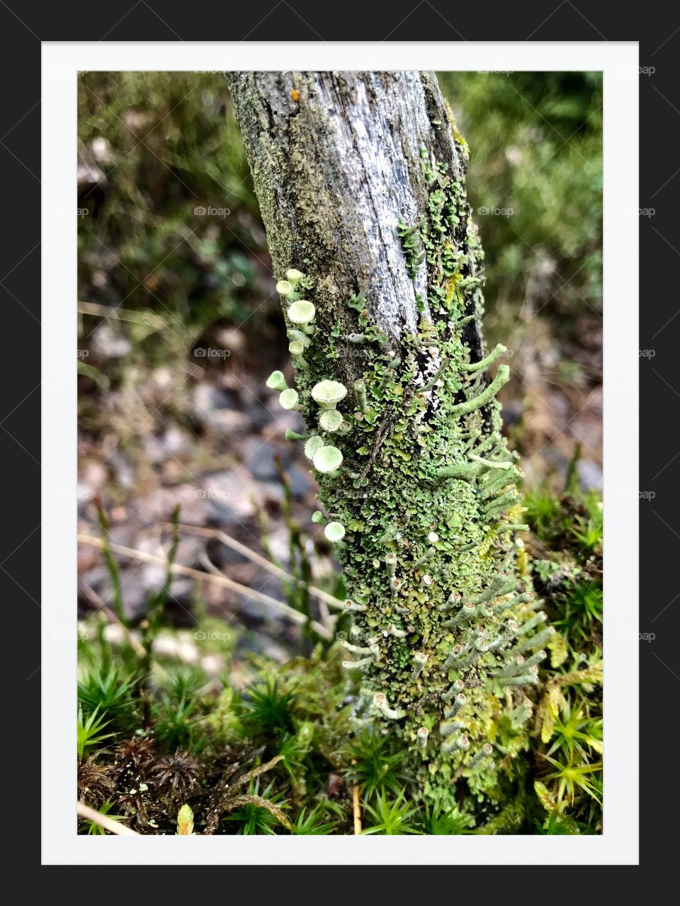 Moss Etang Des Royes 
