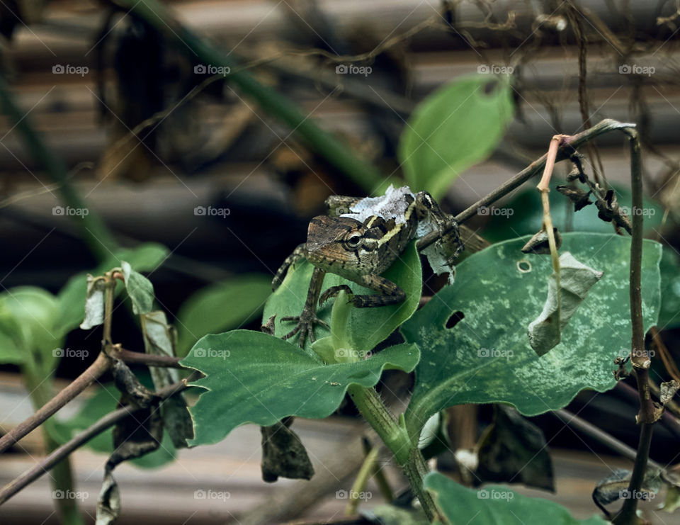 Garden lizard  - closeup  - backyard