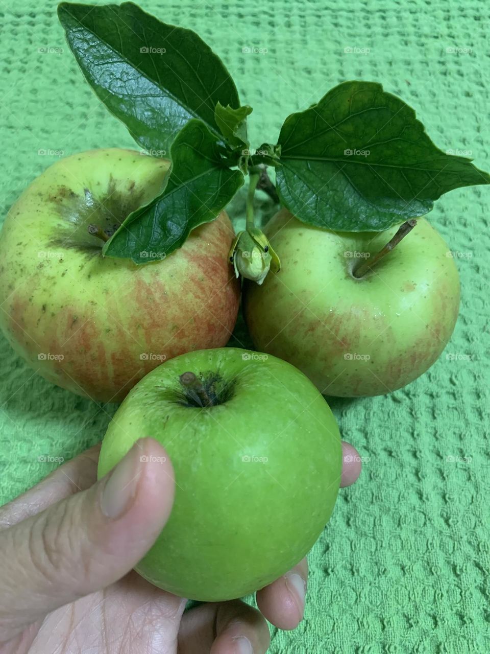 “Keep my commandments, and live; And my law as the apple of thine eye.” Proverbs‬ ‭7:2‬ ‭KJV‬‬