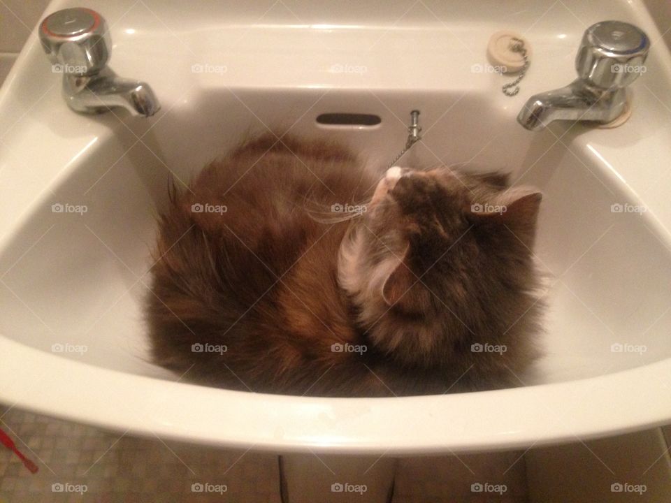 Misty, our Norwegian Forest Cat, is VERY interested in her hygiene 