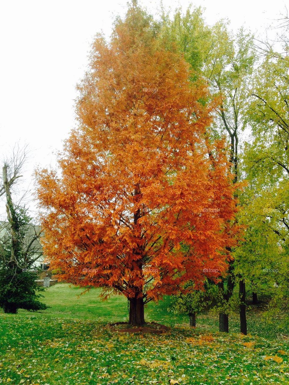 Autumn in Southern Illinois 