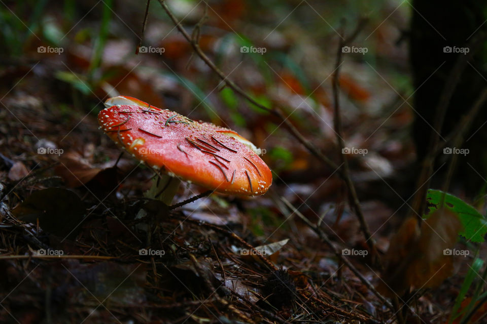Amanita muscaria mushroom in the undergrowth 